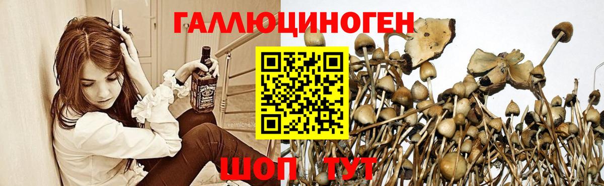 Ахтубинск  Псилоцибиновые грибы MAGIC MUSHROOMS  Вход с VPN 